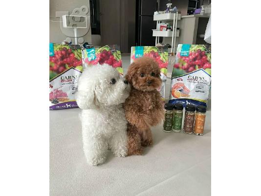 PoulaTo: Cute Poodle puppies